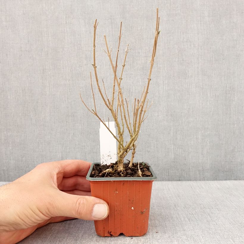 Example of Caryopteris clandonensis Kew Blue - Spirée bleue Godet de 8/9 cm as you get in printemps