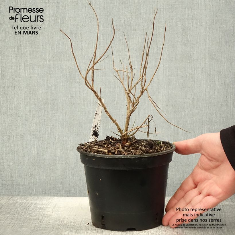 Example of Caryopteris clandonensis Kew Blue - Spirée bleue Pot de 2L/3L as you get in printemps