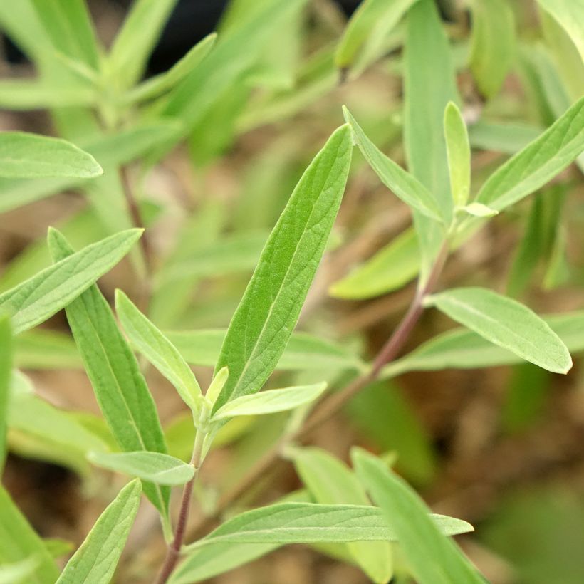Caryopteris clandonensis Kew Blue - Spirée bleue (Foliage)