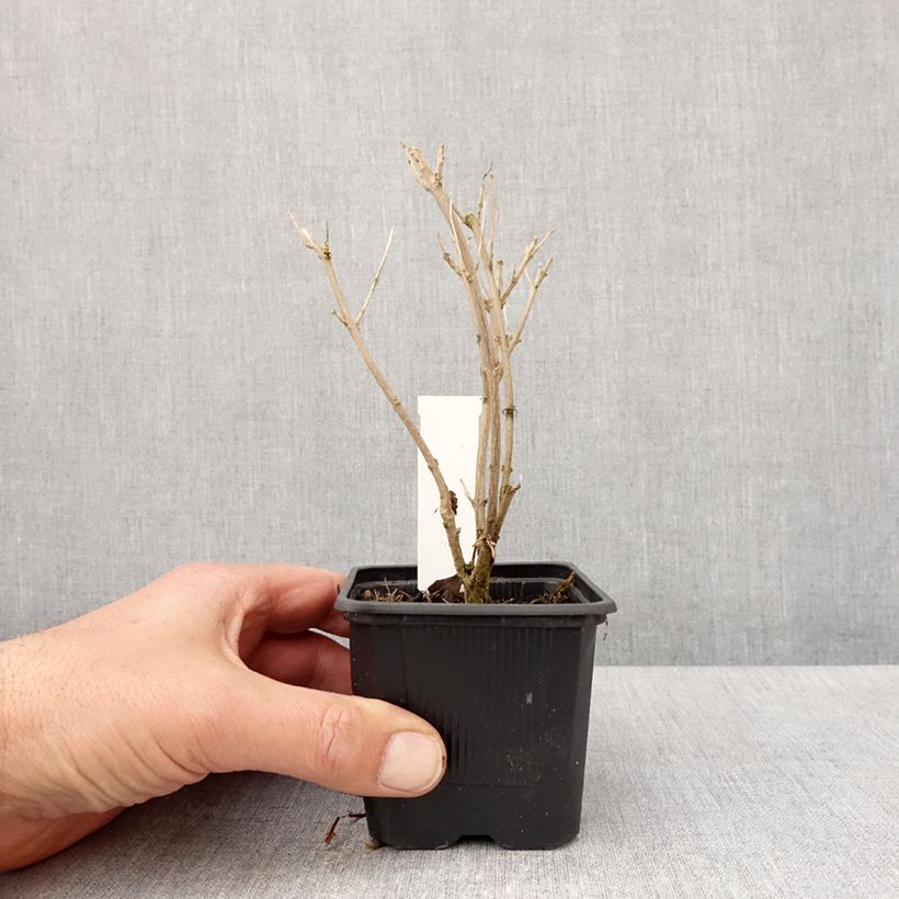 Example of Caryopteris clandonensis Stephi - Spirée bleue Godet de 8/9 cm as you get in printemps