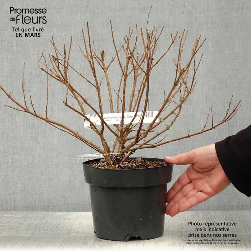 Example of Caryopteris clandonensis Stephi - Spirée bleue Pot de 3L/4L as you get in printemps