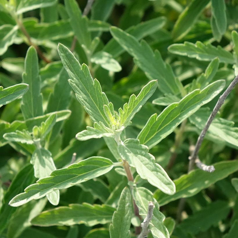 Caryopteris clandonensis Stephi - Spirée bleue (Foliage)