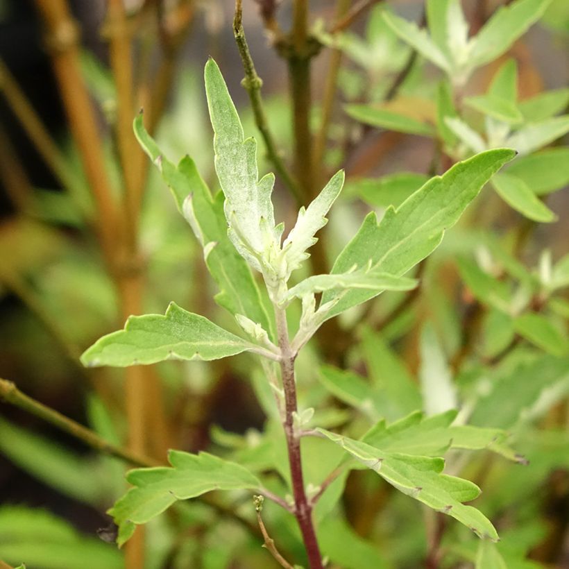 Caryopteris clandonensis Sterling Silver - Spirée bleue (Foliage)