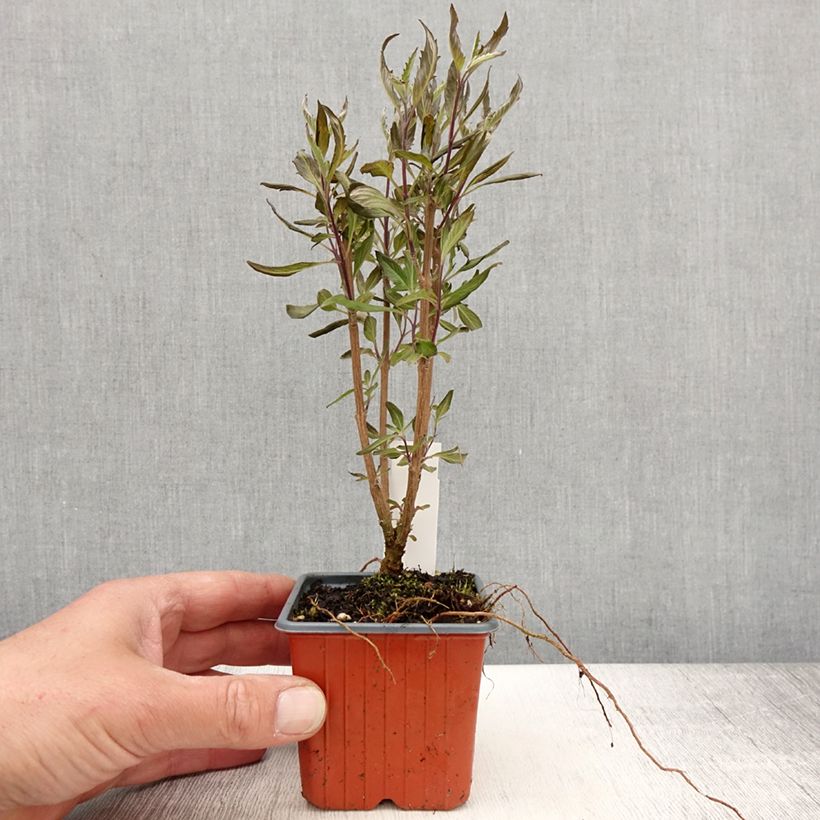 Example of Caryopteris Grand Bleu - Spirée bleue  Godet de 8/9 cm as you get in printemps