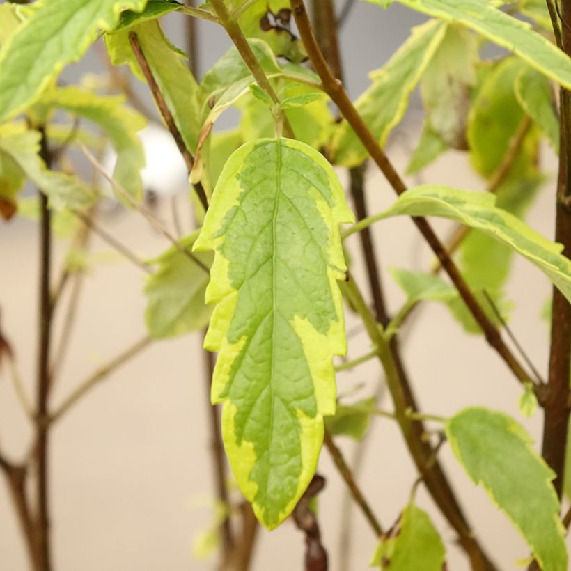 Caryopteris Summer Sorbet® - Spirée Bleue, Barbe-bleue (Foliage)