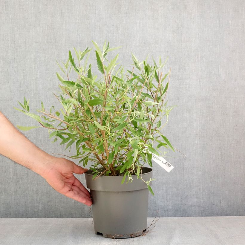 Example of Caryopteris x clandonensis Blauer Spatz (Oiseau Bleu) Pot de 3L/4L as you get in printemps