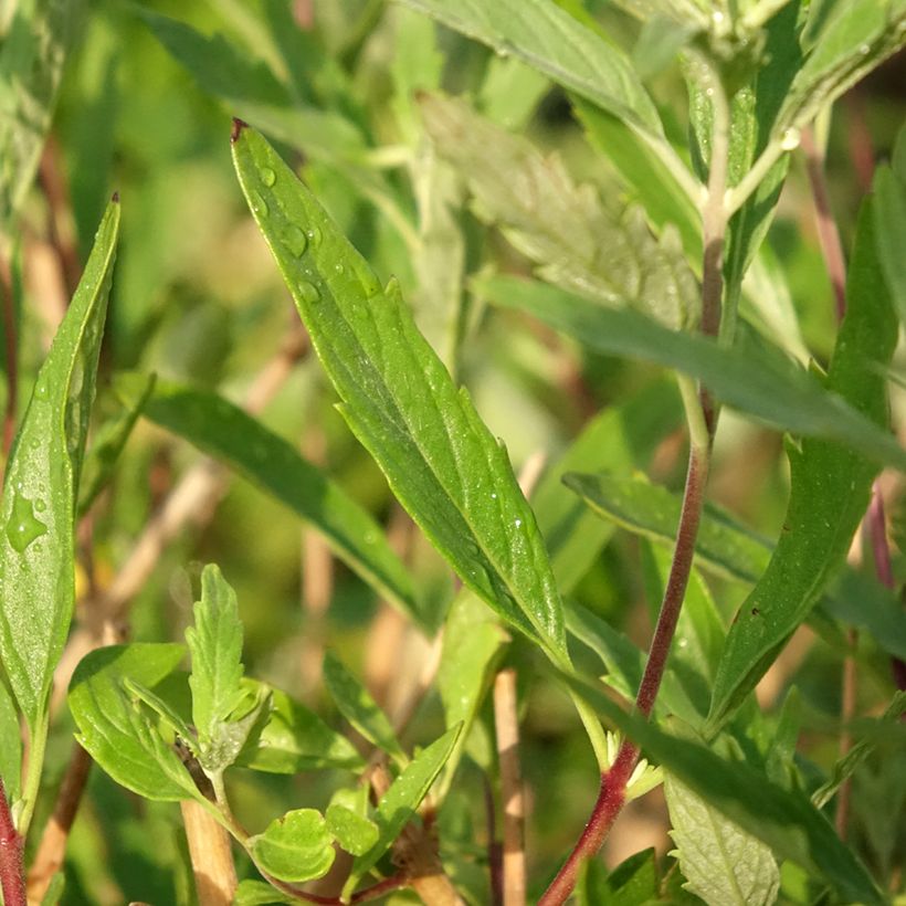 Caryopteris x clandonensis Blauer Spatz (Oiseau Bleu) (Foliage)