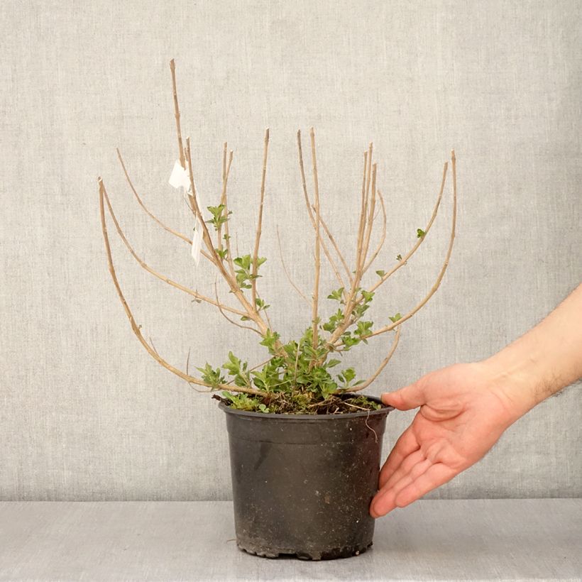 Spécimen de Caryopteris x clandonensis Blue Fountain Pot de 3L/4L tel que livré au printemps