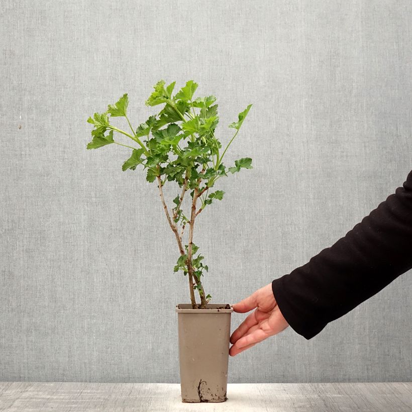 Example of Caseille ConfiBerry Jofruti Pot de 1,5L/2L, Buisson as you get in printemps