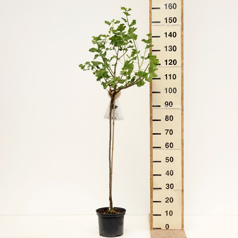 Example of Casseiller Jostaberry - Ribes x nidigrolaria Pot de 4L/5L, Demi-Tige as you get in printemps