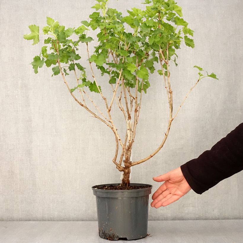 Example of Casseiller Jostaberry - Ribes x nidigrolaria Pot de 4L/5L, Touffe as you get in printemps