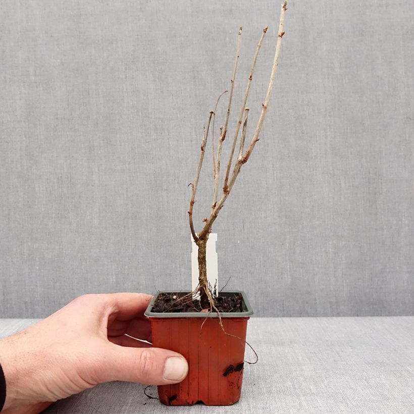 Example of Casseiller Jostaberry - Ribes x nidigrolaria Godet de 8/9 cm as you get in hiver
