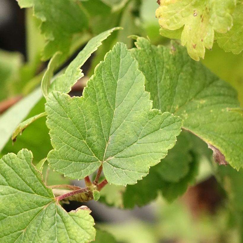 Casseiller Jostaberry - Ribes x nidigrolaria (Foliage)