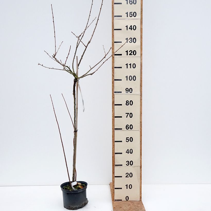 Spécimen de Casseiller Jostaberry - Ribes x nidigrolaria Pot de 4L/5L, Demi-Tige tel que livré en automne