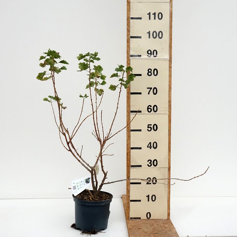 Spécimen de Casseiller Jostaberry - Ribes x nidigrolaria Pot de 4L/5L, Touffe tel que livré en automne
