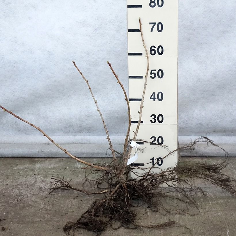 Example of Casseiller Jostaberry - Ribes x nidigrolaria Racines nues, Buisson as you get in hiver