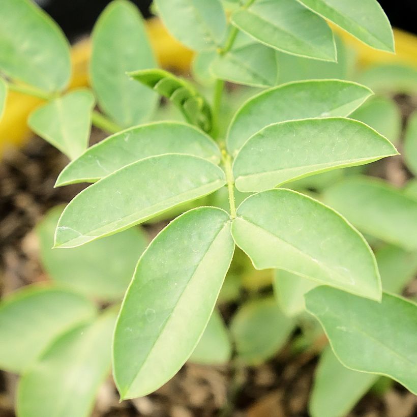Cassia corymbosa - Senné (Feuillage)