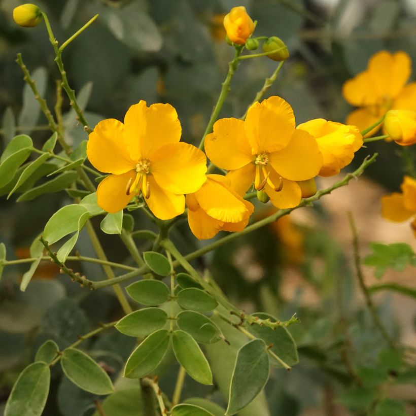 Cassia corymbosa - Senné (Floraison)