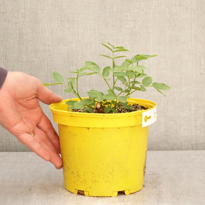 Spécimen de Cassia corymbosa - Senné Pot de 3L/4L tel que livré au printemps