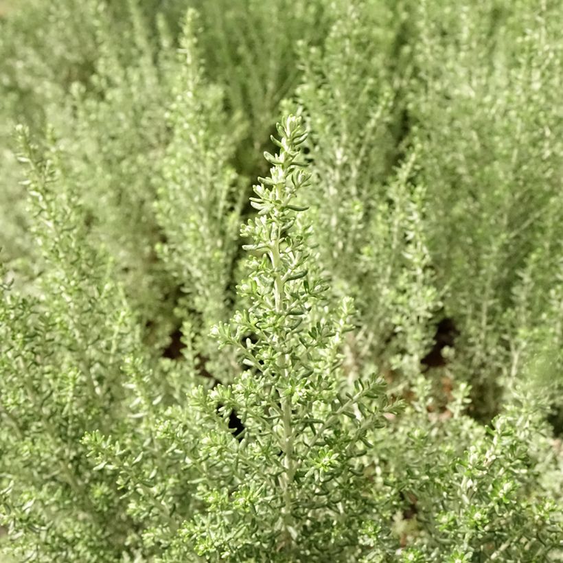 Cassinia retorta Ward Silver - Buisson miel (Foliage)