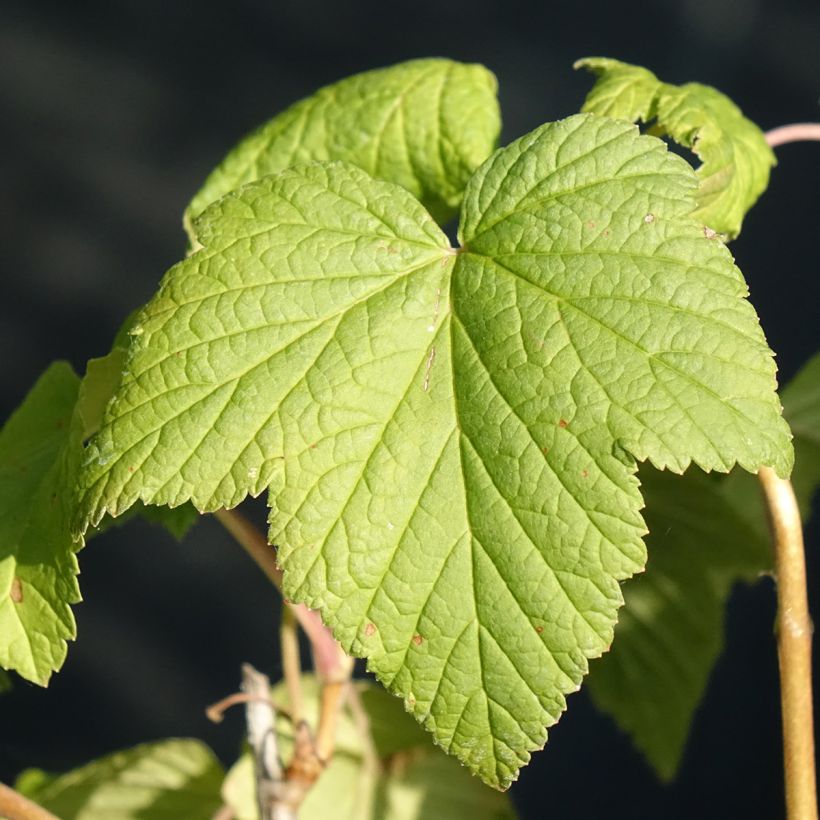 Cassissier Andega Bio (Foliage)