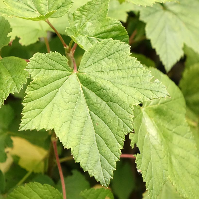 Cassissier Ben Nevis (Foliage)