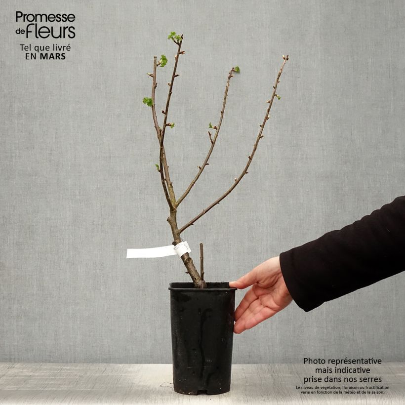 Example of Cassissier Black Down Pot de 2L/3L as you get in printemps