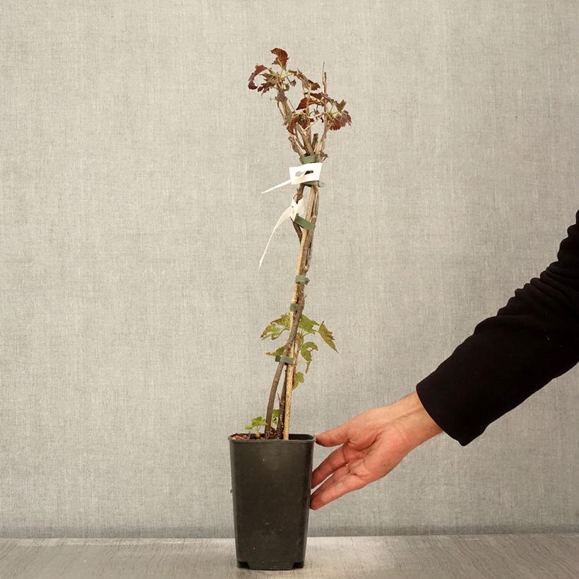 Spécimen de Cassissier Black'n Red Premiere - Ribes nigrum Pot de 1,5L/2L, Buisson tel que livré en automne