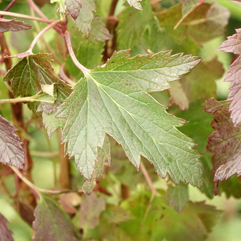 Cassissier Black'n Red Premiere - Ribes nigrum (Foliage)