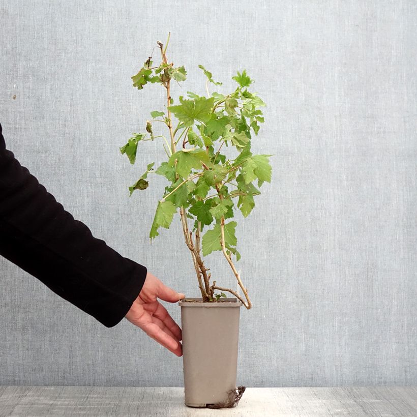 Example of Cassissier Cassissima Blackbells Pot de 1,5L/2L as you get in printemps