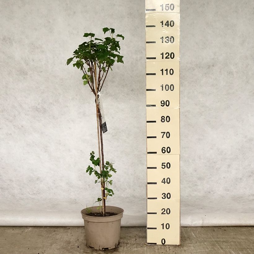 Example of Cassissier Delbard Robusta - Ribes nigrum Pot de 7,5L/10L, 1/4 de tige as you get in printemps