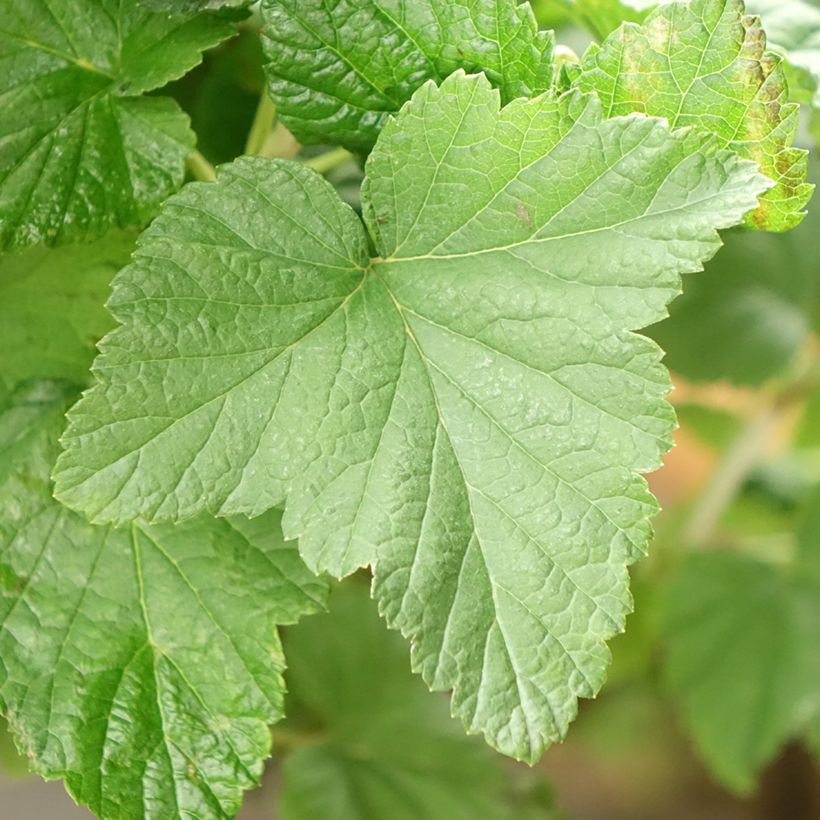 Cassissier Delbard Robusta - Ribes nigrum (Foliage)