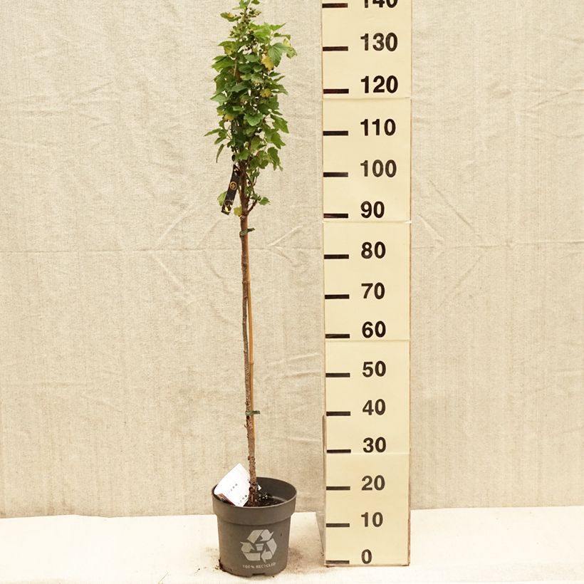 Example of Cassissier Ojebyn - Ribes nigrum Pot de 6L/7L, Tige, Tige de 40 cm as you get in printemps