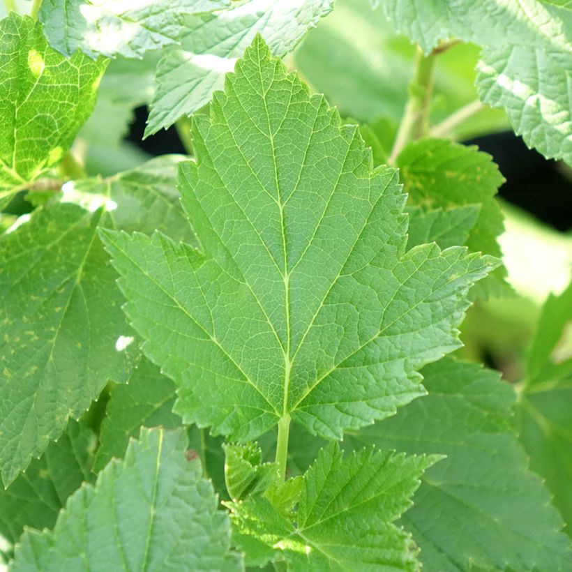 Cassissier Perles d'Auvergne - Georges Delbard (Foliage)