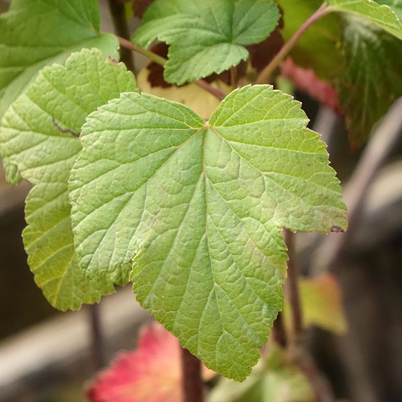 Cassissier Titania (Feuillage)