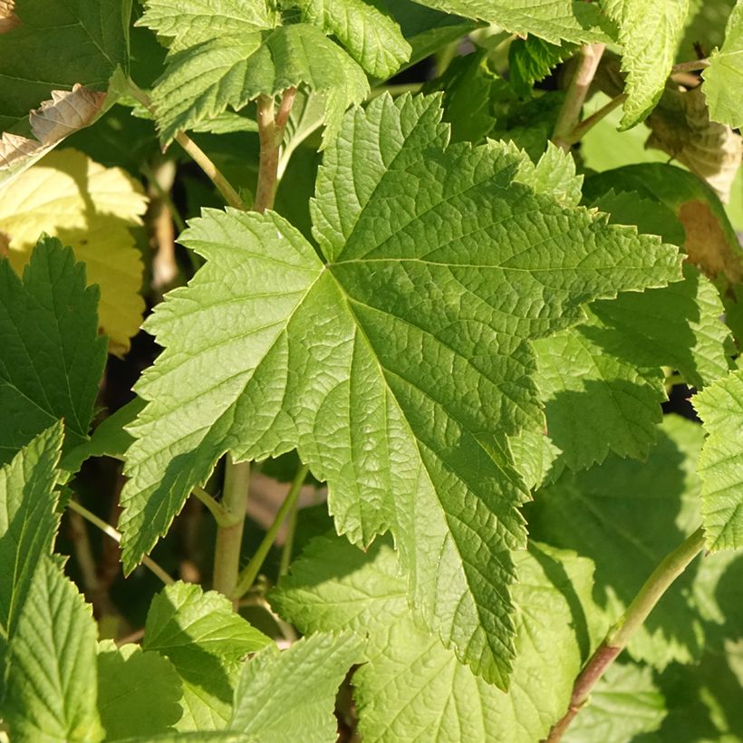 Cassissier Triton (Foliage)