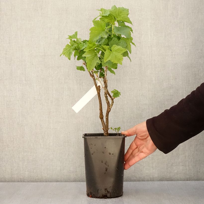 Example of Cassissier Triton Pot de 2L/3L, Touffe as you get in printemps