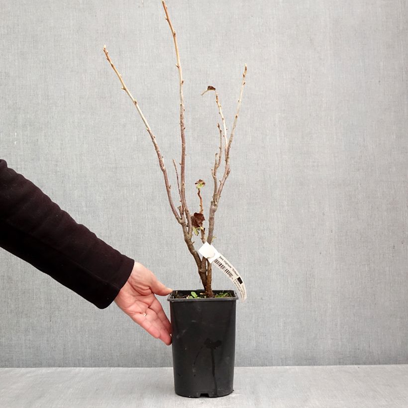 Spécimen de Cassissier Triton Pot de 2L/3L, Touffe tel que livré en automne