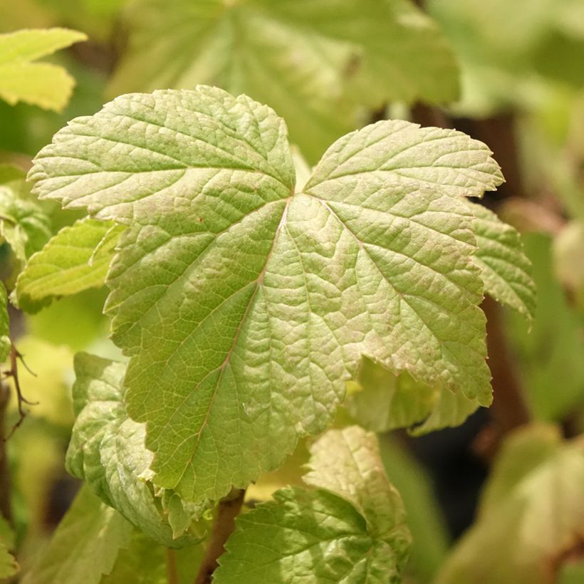 Cassissier Troll - Ribes nigrum (Foliage)