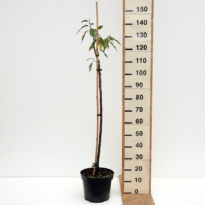 Spécimen de Castanea sativa Albomarginata - Châtaignier panaché Pot de 7,5L/10L tel que livré en automne