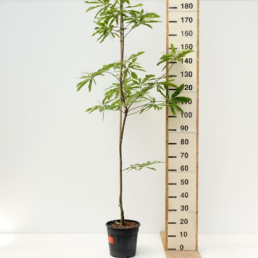 Example of Castanea sativa Aspleniifolia - Châtaignier à feuille de fougère Pot de 7,5L/10L, Tige as you get in printemps