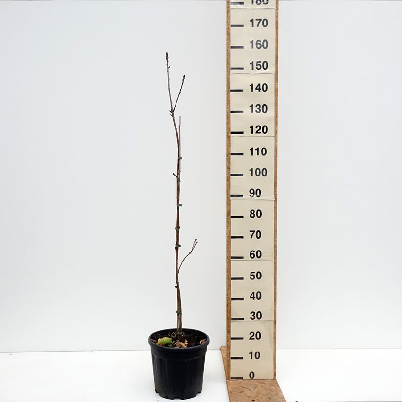Spécimen de Castanea sativa Aspleniifolia - Châtaignier à feuille de fougère Pot de 7,5L/10L, Tige tel que livré en automne