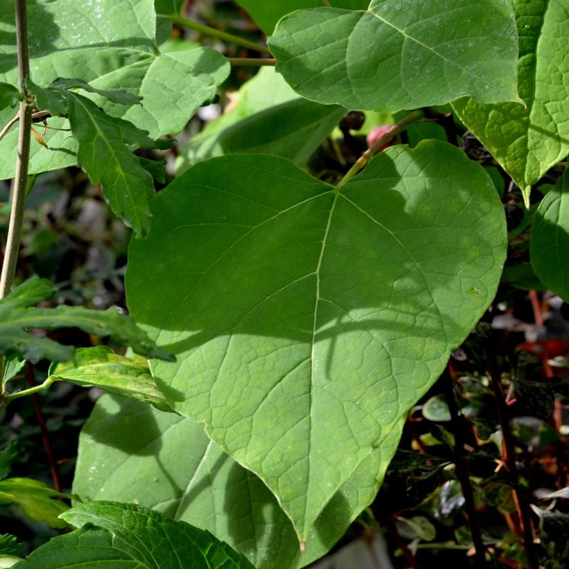 Catalpa bignonioides Aurea - Catalpa doré (Foliage)