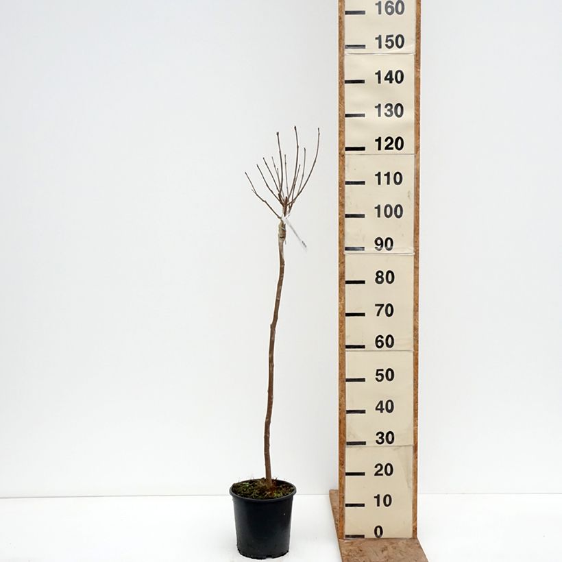 Spécimen de Catalpa bignonioides Nana - Catalpa boule Pot de 3L/4L, Tige tel que livré en hiver