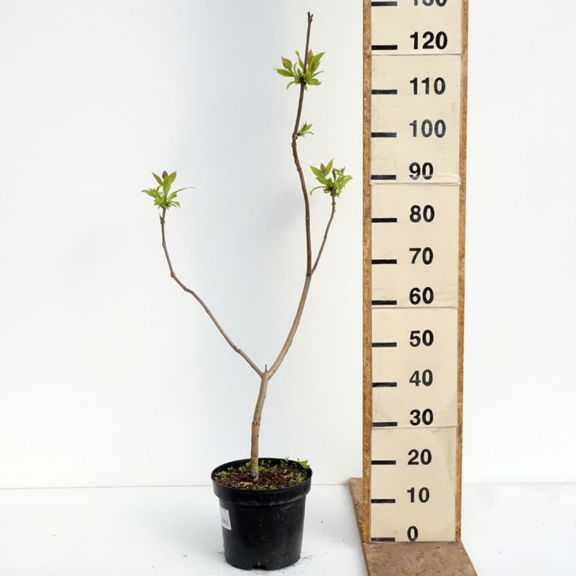 Spécimen de Catalpa ovata Slender Silhouette - Catalpa de Chine Pot de 7,5L/10L tel que livré au printemps