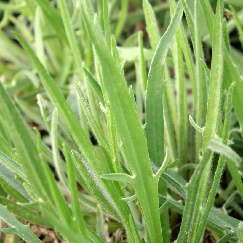 Catananche caerulea Alba - Cupidone blanche (Foliage)