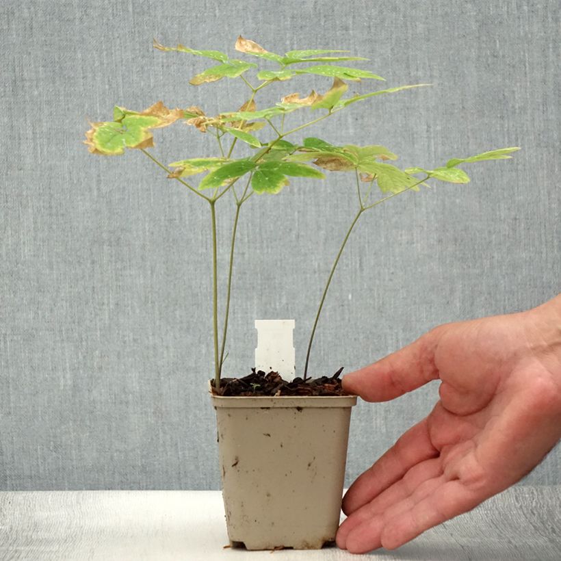 Spécimen de Caulophyllum thalictroides Godet de 8/9 cm tel que livré en été