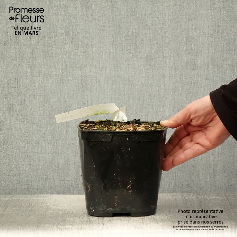 Spécimen de Cautleya spicata Robusta - Gingembre de l'Himalaya Pot de 2L/3L tel que livré au printemps