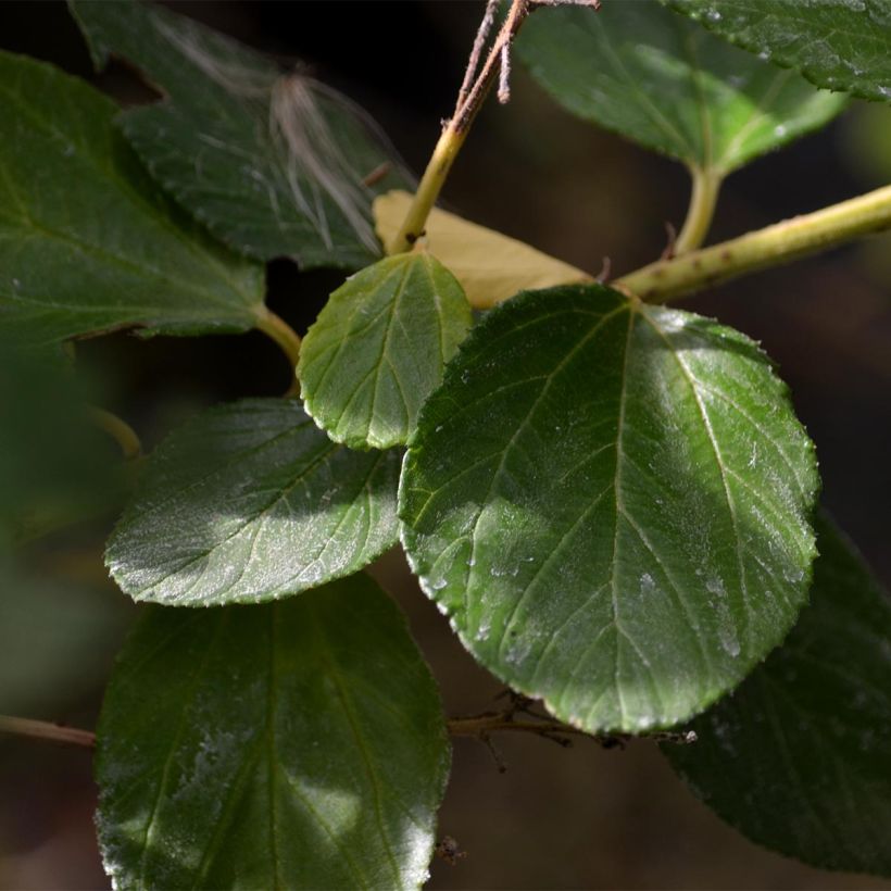 Céanothe arboreus Trewithen Blue (Foliage)