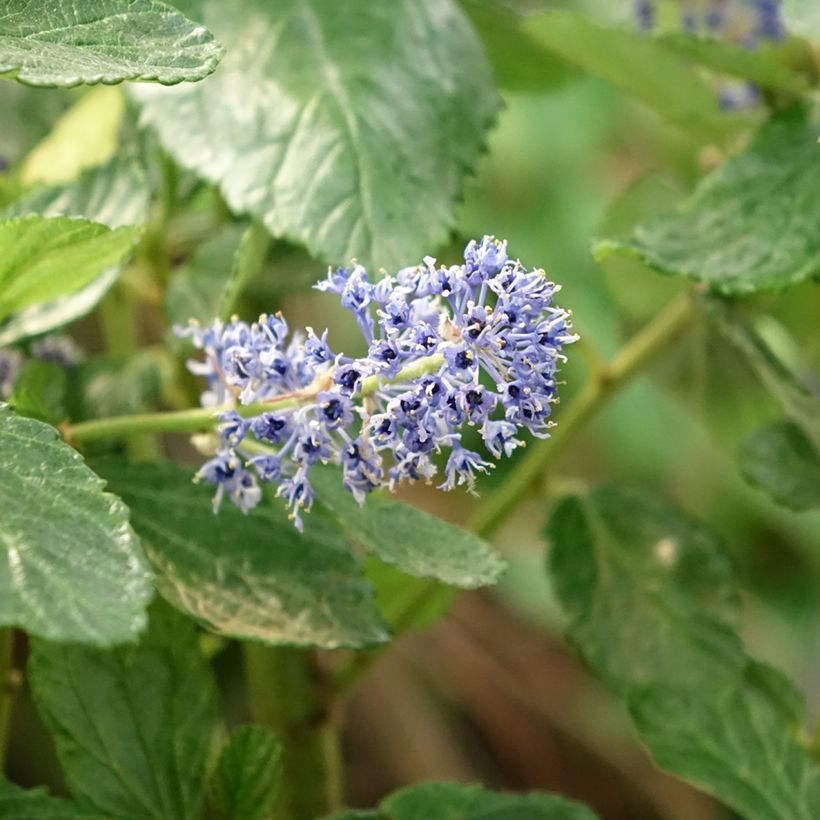 Céanothe arboreus Trewithen Blue (Flowering)